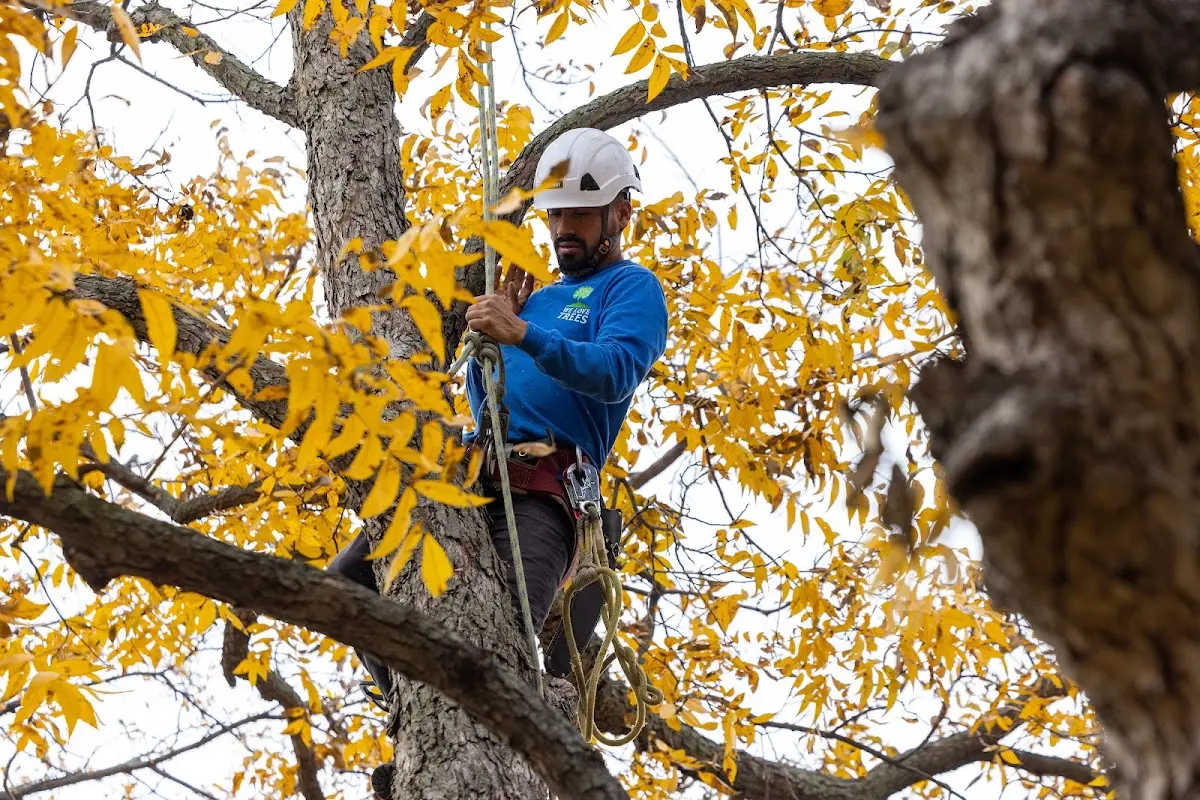 Skilled Tree Transplanting crew working in Fort Totten